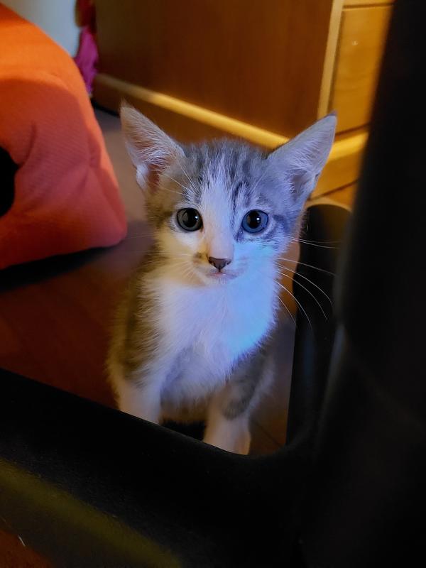 ALBA